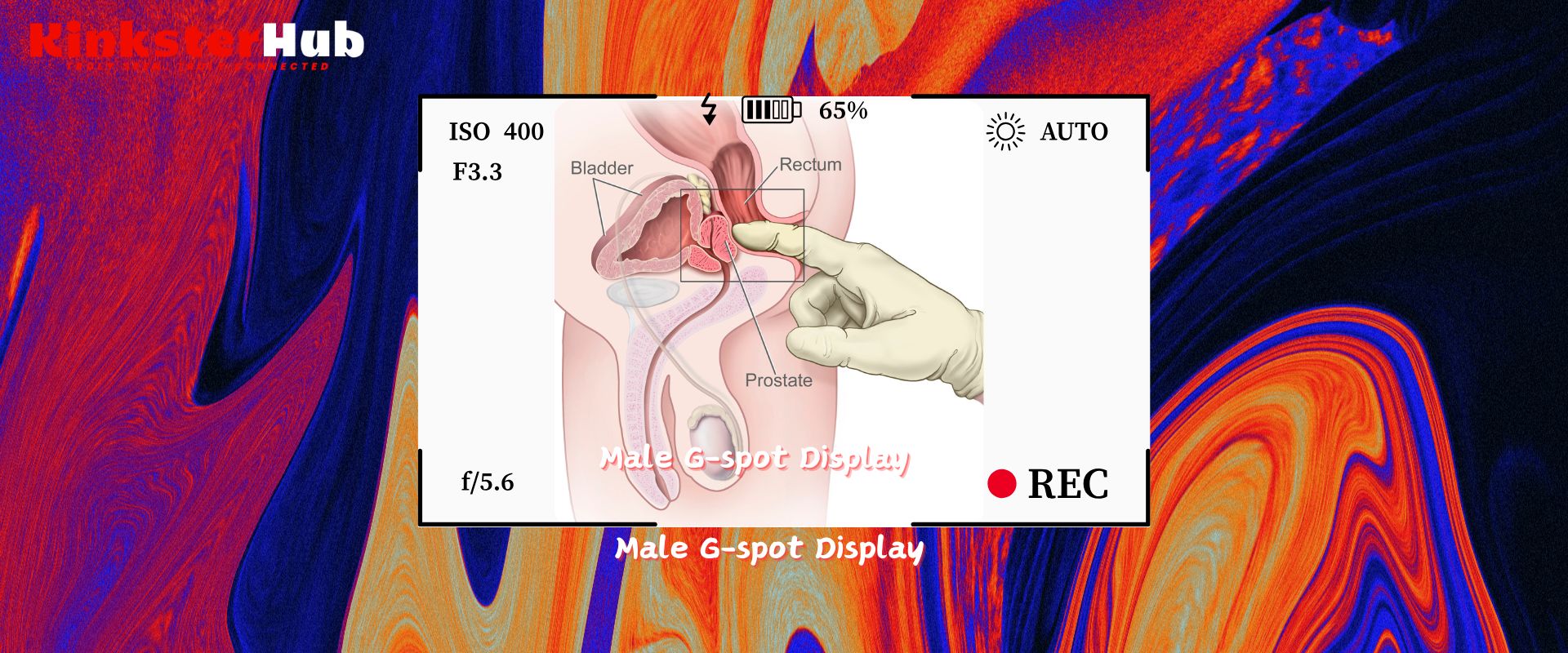 Male G-spot display